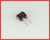 DM15ED390J03: 39pF 500V Dipped Mica Capacitor