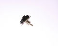 2001 SARGENT  switch toggle  full size