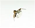 A47F-500K-S CLAROSTAT [2022005567] potentiometer 500 kOhm, 0.5W Rotary