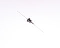 1N538JAN SEMI [2028019933] Diode